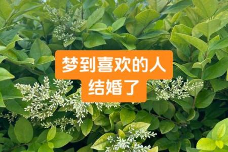 别人梦见自己结婚