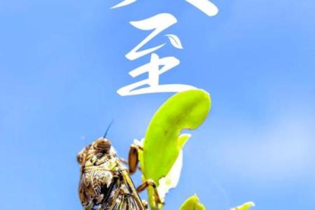 2021年夏至出生的男孩缺土取名大全,响亮大气姓名