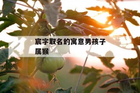 2月份出生的属猴男孩要怎样取名呢？姓名